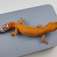 Female Super Hypo Mandarin Inferno Tangerine Carrot Tail Leopard Gecko (Slight Tail Misshape)