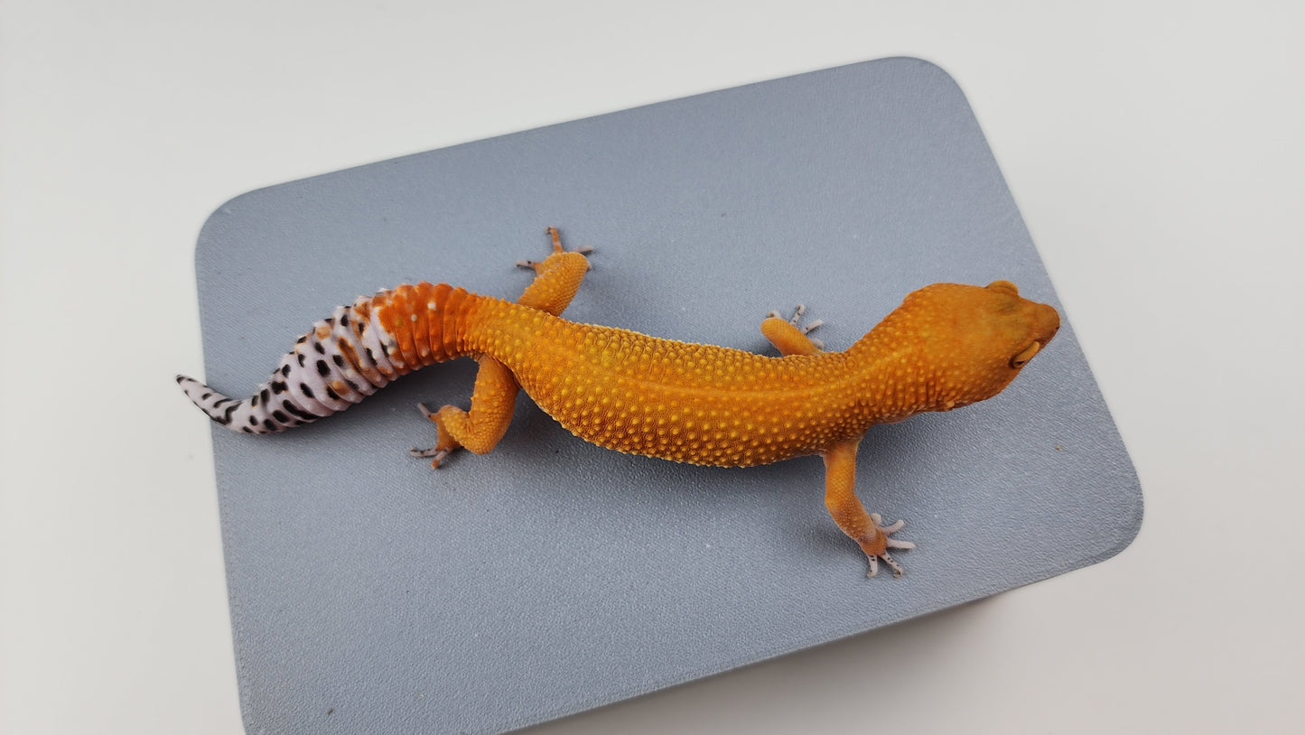 Female Super Hypo Mandarin Inferno Tangerine Carrot Tail Leopard Gecko (Slight Tail Misshape)