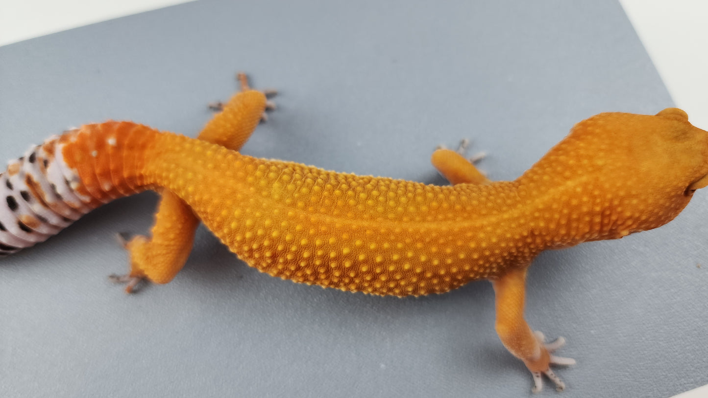 Female Super Hypo Mandarin Inferno Tangerine Carrot Tail Leopard Gecko (Slight Tail Misshape)