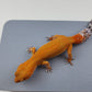 Female Super Hypo Mandarin Inferno Tangerine Carrot Tail Leopard Gecko (Slight Tail Misshape)