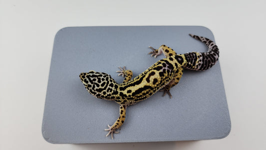 Female Black Night Bold Cross Leopard Gecko (Amazing for Price, 50% BN DNA)