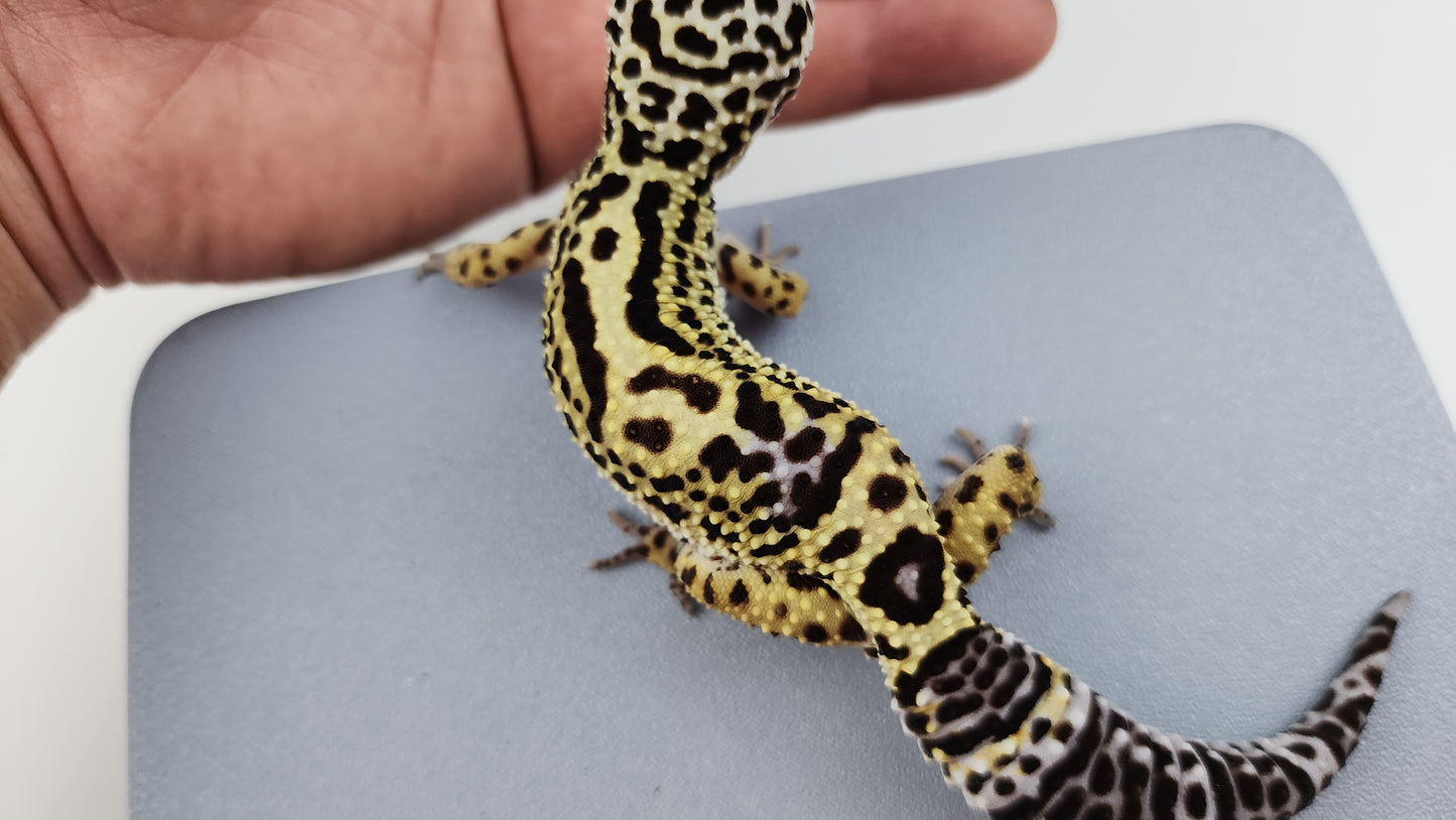 Female Black Night Bold Cross Leopard Gecko (Amazing for Price, 50% BN DNA)