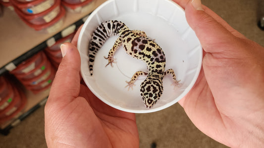 Female Afghanicus Turcmenicus Leopard Gecko
