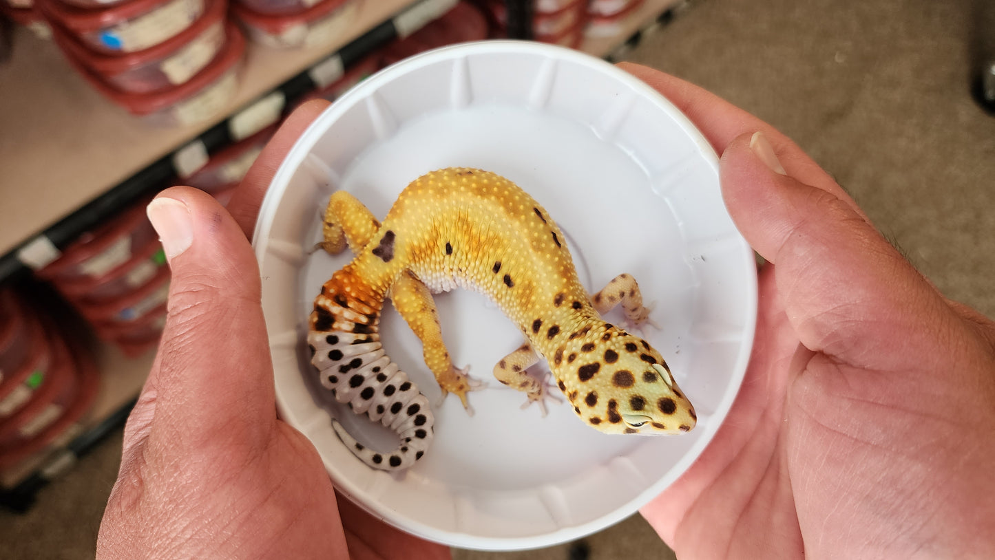 Female Inferno Tangerine Bold Bandit White & Yellow Carrot Tail Leopard Gecko