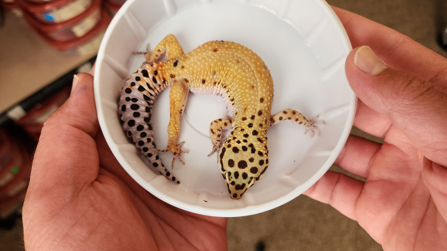 Female Hypo Inferno Tangerine Bold Carrot Tail Leopard Gecko