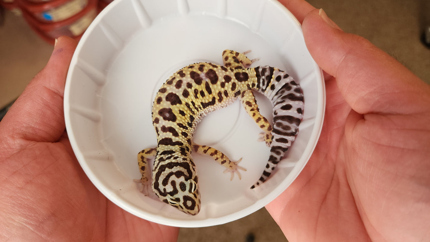 Female Afghanicus Bold Leopard Gecko