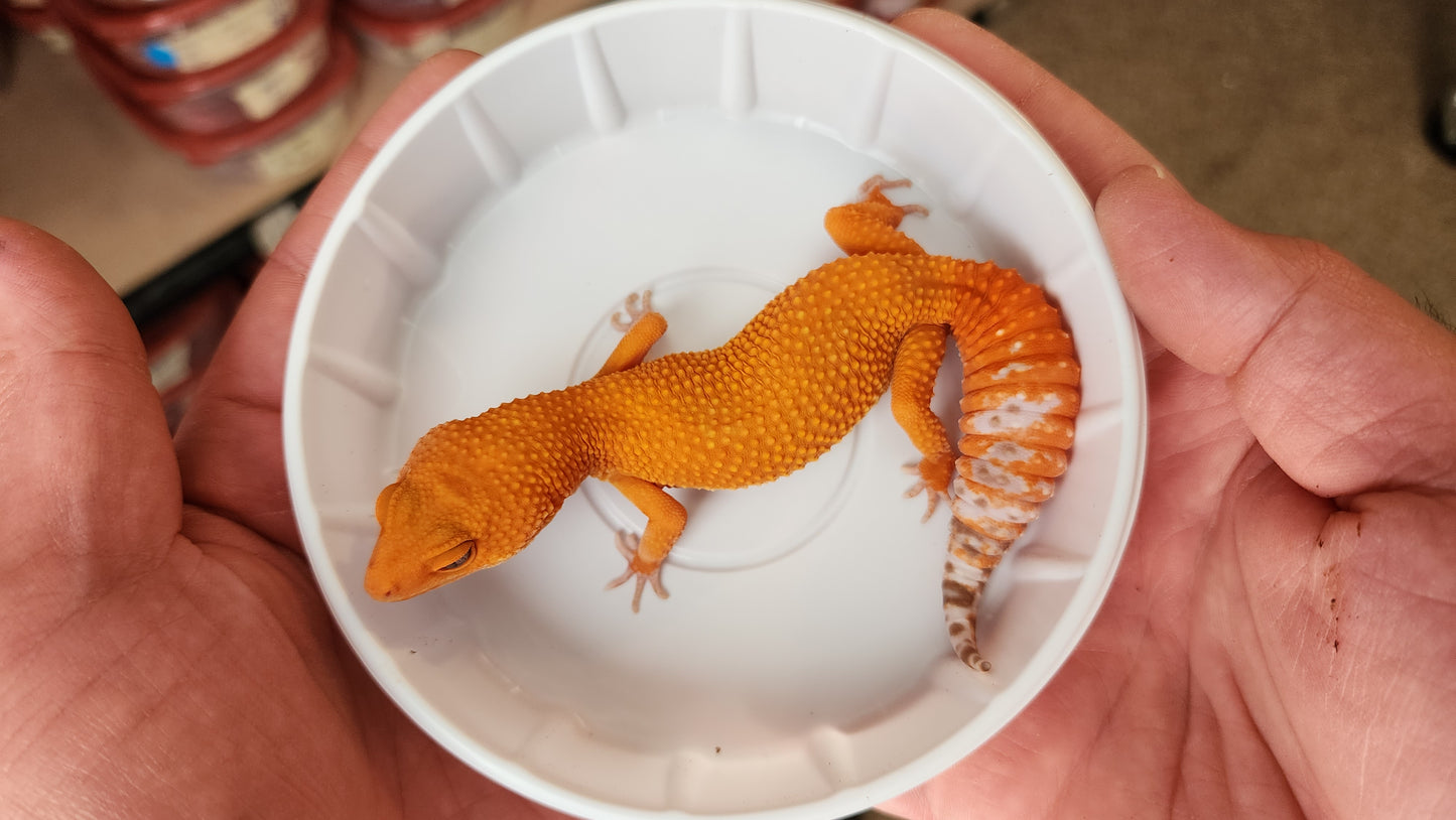 Super Hypo Mandarin Inferno Tangerine Tremper Albino NICE Carrot Tail Baldy Leopard Gecko