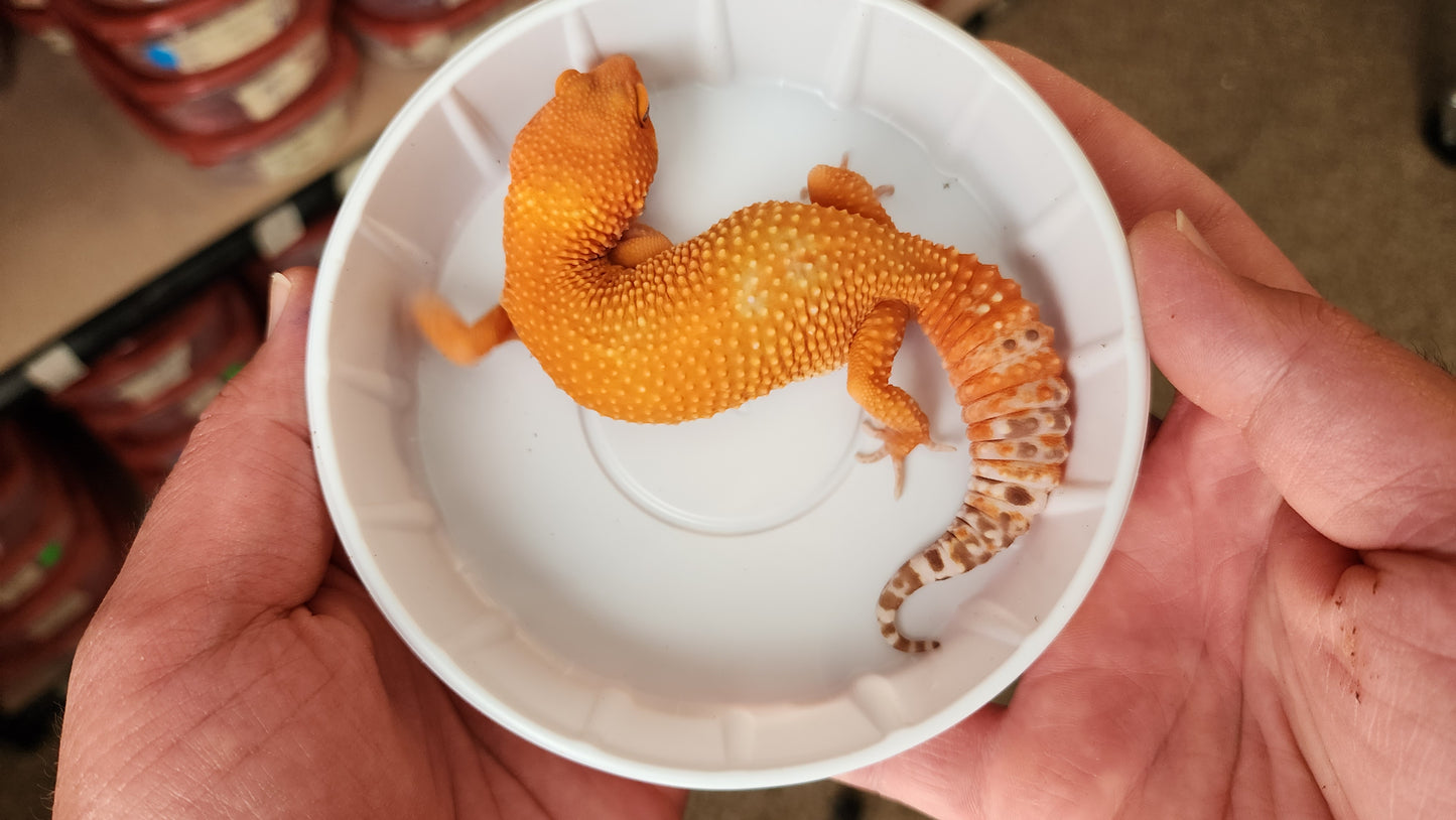 Hypo Mandarin Inferno Tangerine Tremper Albino Carrot Tail Baldy Leopard Gecko