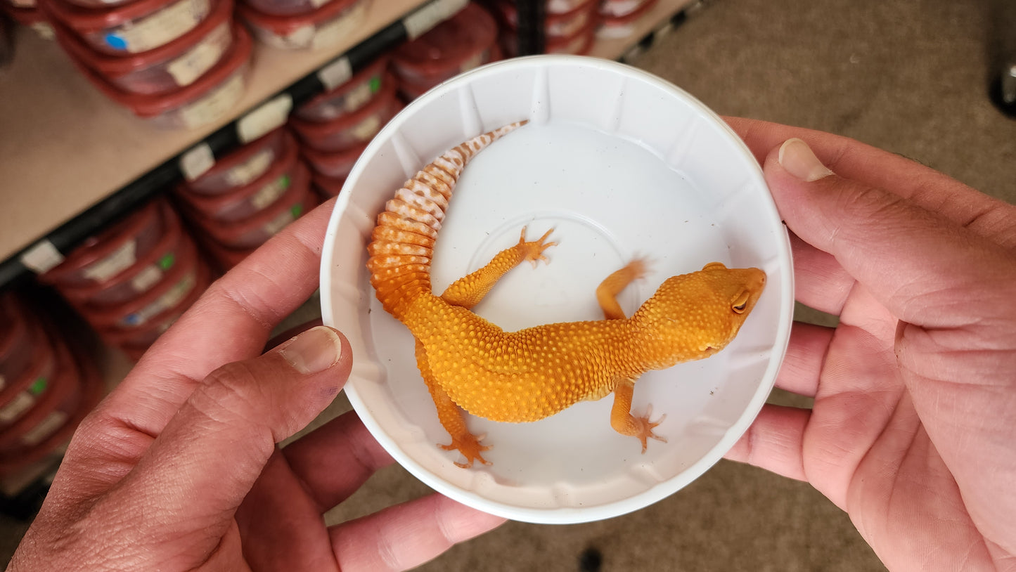 Super Hypo Mandarin Inferno Tangerine Tremper Albino Carrot Tail Baldy Leopard Gecko