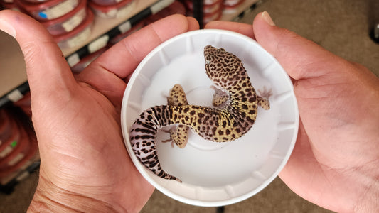 Male Pure Fasciolatus Leopard Gecko