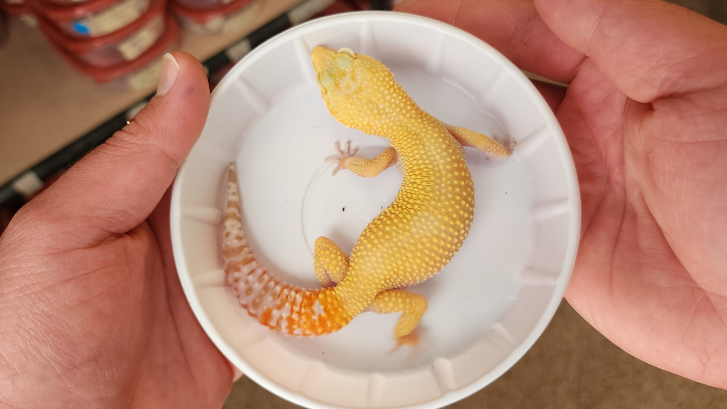 Female Blood Inferno Tangerine Bold Emerine Tremper Albino Super Hypo Carrot Tail Leopard Gecko