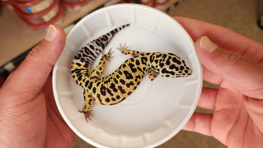 Female Afghanicus Bold Leopard Gecko