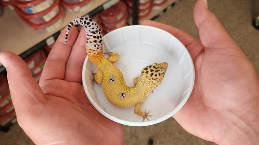 Male Hypo Blood Tangerine Bold Carrot Tail Leopard Gecko