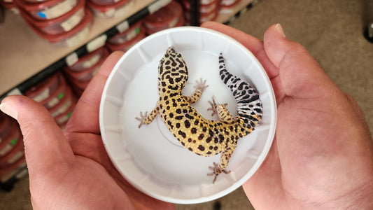 Female Inferno Tangerine Fasciolatus Carrot Tail Leopard Gecko