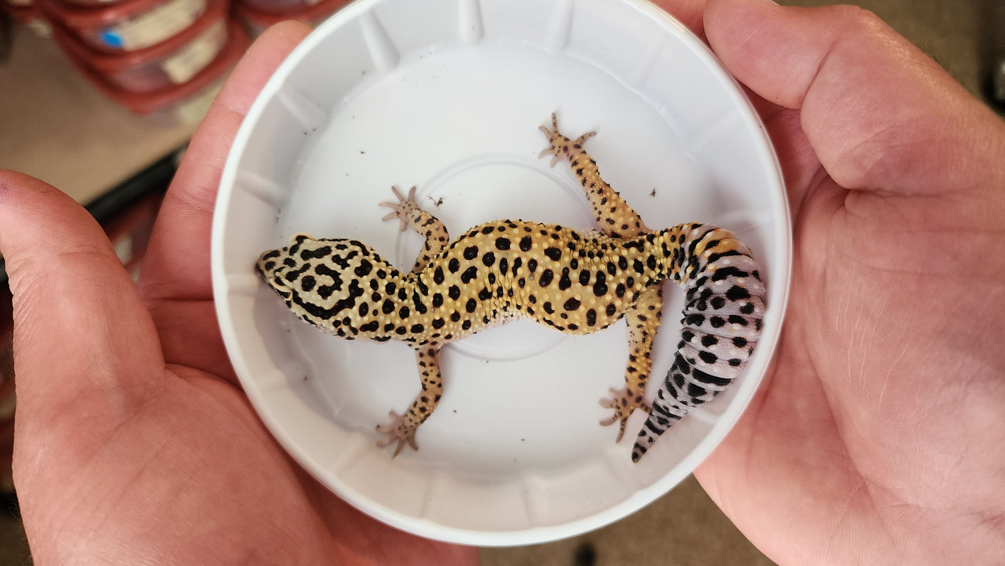 Female Afghanicus Bold Carrot Tail Leopard Gecko