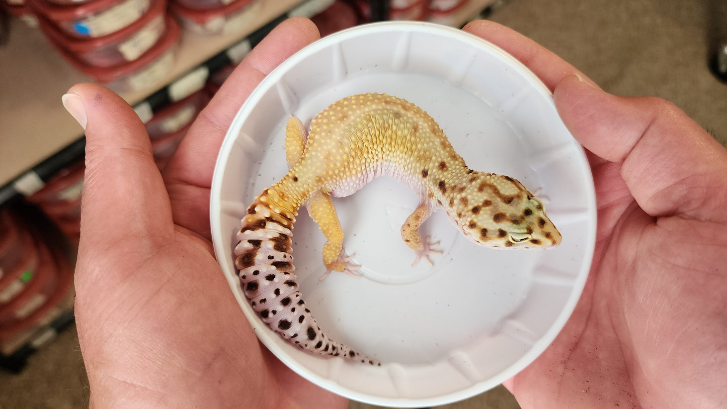 Female Inferno Tangerine Bold Eclipse White & Yellow Carrot Tail Leopard Gecko