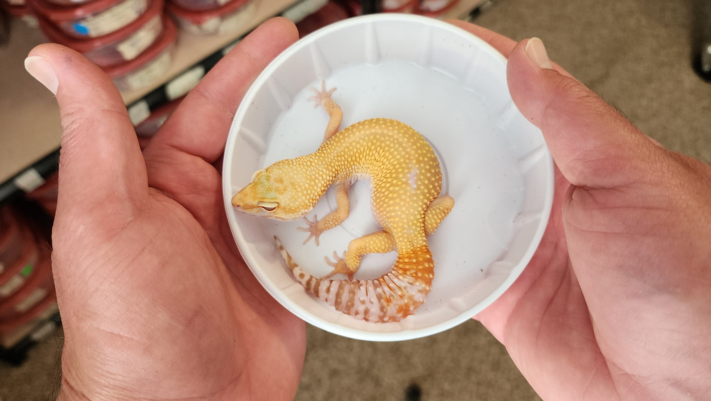 Female Hypo Blood Tangerine Bold Tremper Albino Pos White & Yellow Carrot Tail Leopard Gecko
