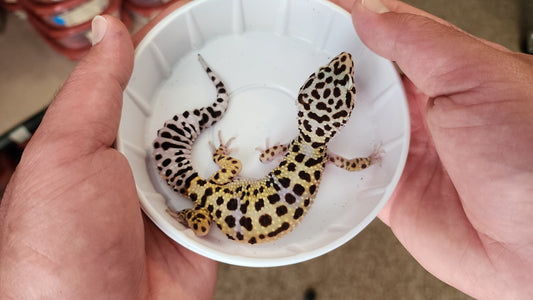 Female Fasciolatus Bold Leopard Gecko