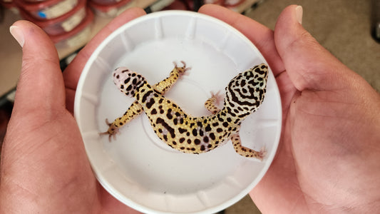 Female Afghanicus Turcmenicus Leopard Gecko (Knob Tail)