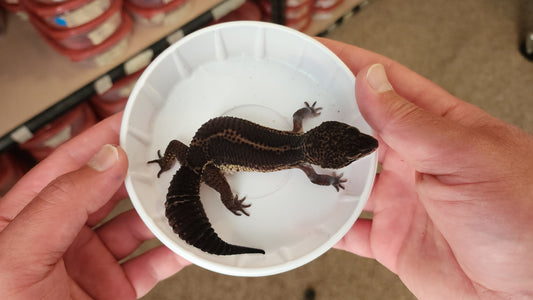 Female Pure Black Night Leopard Gecko