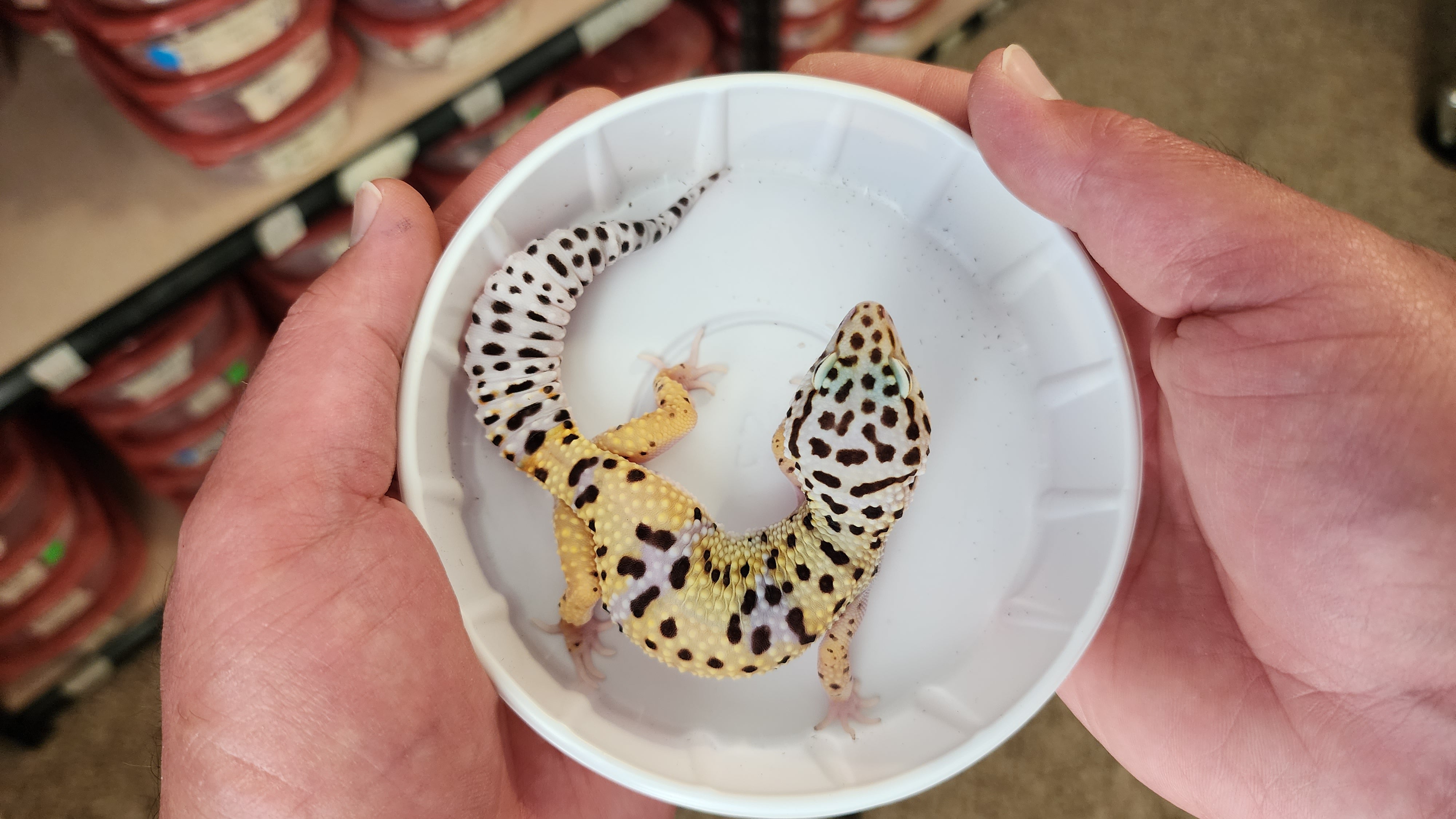 Female Hyper Xanthic Turcmenicus Pos White and Yellow Leopard Gecko ...