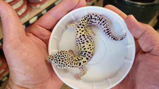 Male Pure Fasciolatus Leopard Gecko