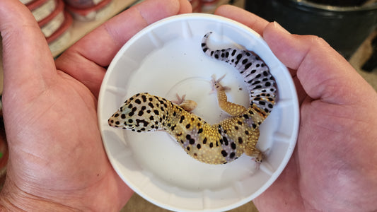 Male Turcmenicus Bold Pos White and Yellow Leopard Gecko