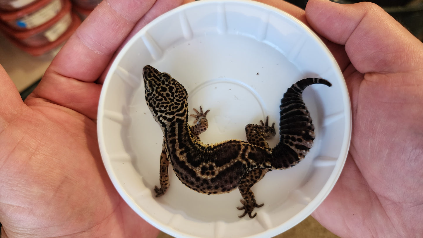 Female Black Night Poss Mack Snow Leopard Gecko