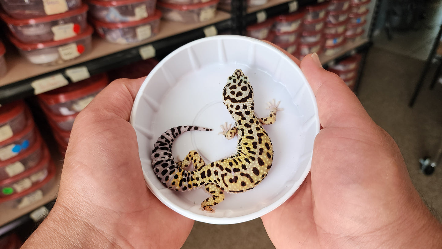 Female Afghanicus Bold Pos White & Yellow Leopard Gecko