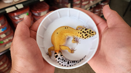 Female Hypo Inferno Tangerine Bold Bandit Emerine Pos White & Yellow Leopard Gecko