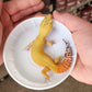 Female Super Hypo Blood Tangerine Bold Great Carrot Tail Leopard Gecko