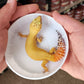 Female Super Hypo Blood Tangerine Bold Great Carrot Tail Leopard Gecko