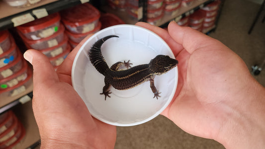 Female Pure Black Night Leopard Gecko