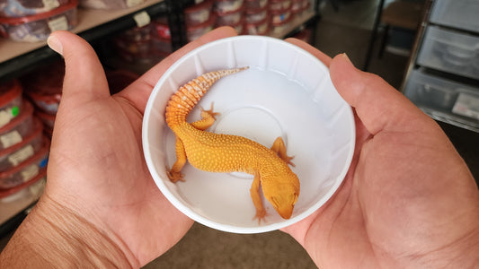 Female Super Hypo Mandarin Inferno Tangerine GOOD Carrot Tail Baldy Leopard Gecko