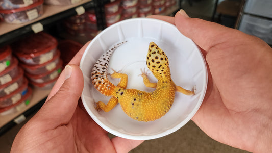 Female Mandarin Tangerine Bold Emerine Jungle Carrot Tail Leopard Gecko