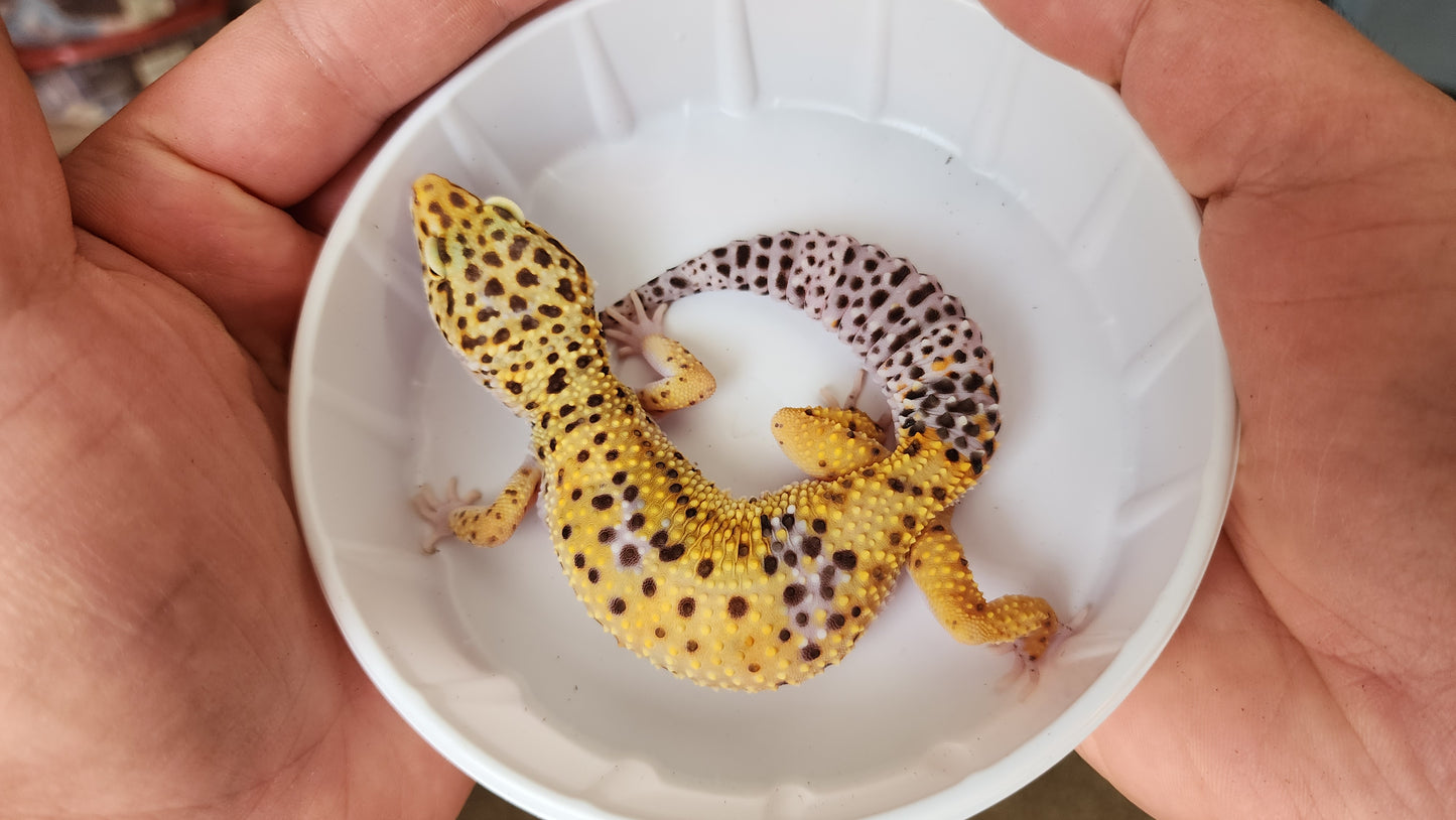 Female Blood Tangerine Bold Leopard Gecko
