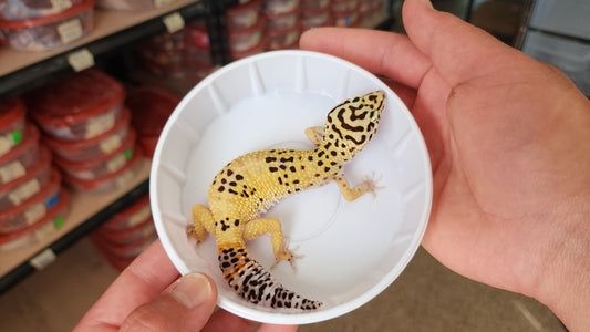 Female Blood Tangerine Fasciolatus Turcmenicus Leopard Gecko