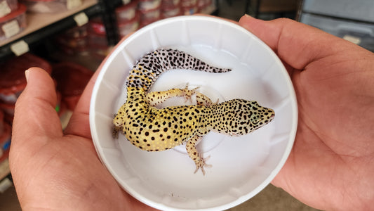 Female Hyper Xanthic Fasciolatus Mack Snow Pos White and Yellow Eclipse Leopard Gecko