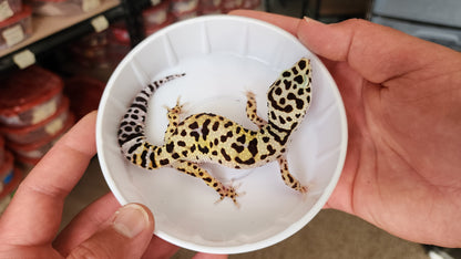 Female Afghanicus Bold Leopard Gecko