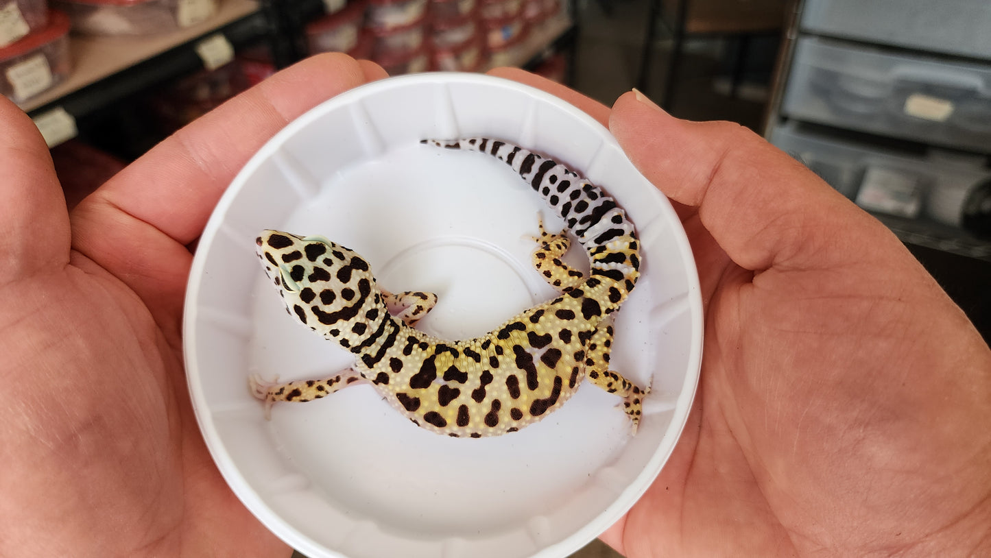 Female Afghanicus Bold Leopard Gecko