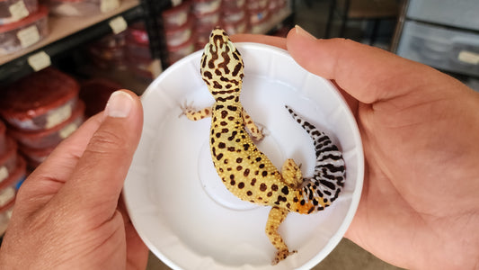 "Cactus" Head Stamp (Not for Sale)