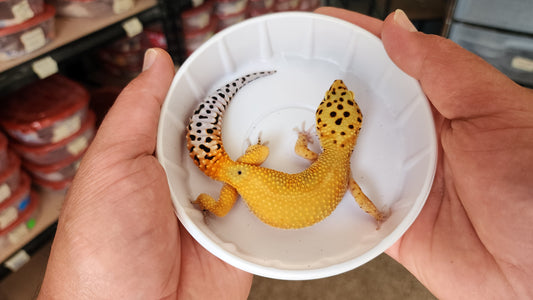 Female Clown Inferno Jungle Emerine Leopard Gecko