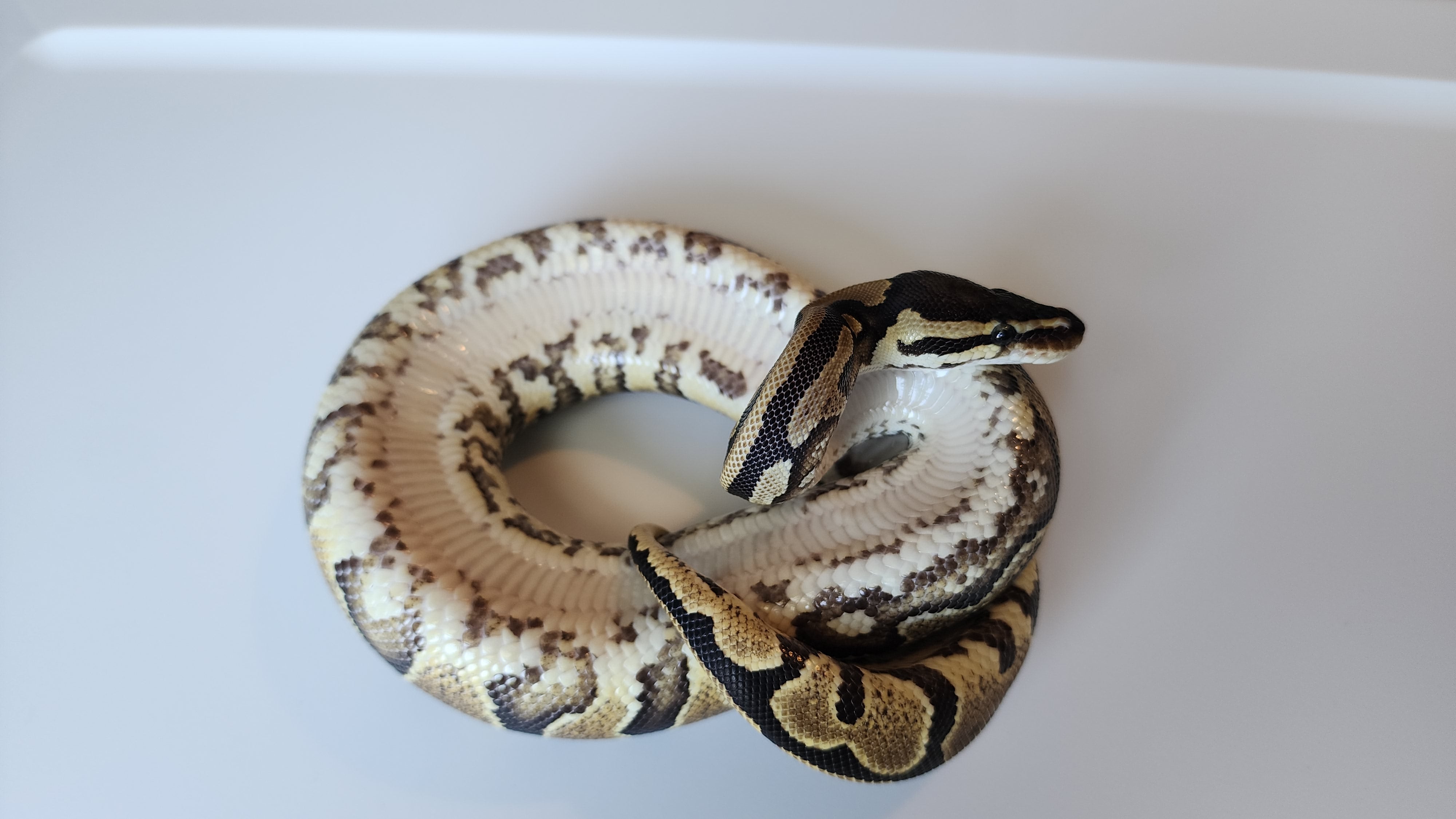 Female Normal Het Puzzle Ball Python – Frank Cuzzolina