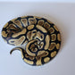 Female Normal Het Puzzle Ball Python