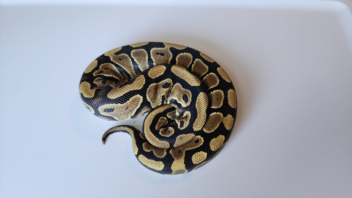 Normal Het Ball Python Female Normal Het Puzzle Ball Python – Frank Cuzzolina
