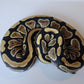Female Normal Het Puzzle Ball Python