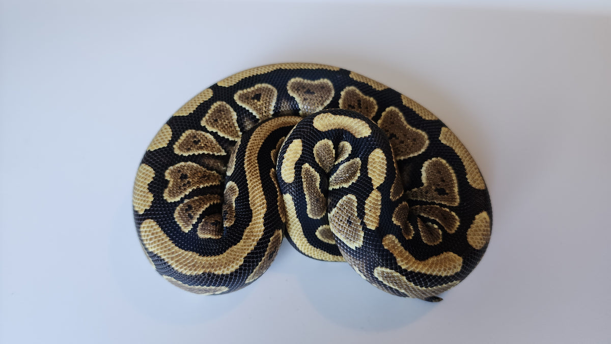 Puzzel Ball Python Female Normal Het Puzzle Ball Python – Geeky Gecko Creations