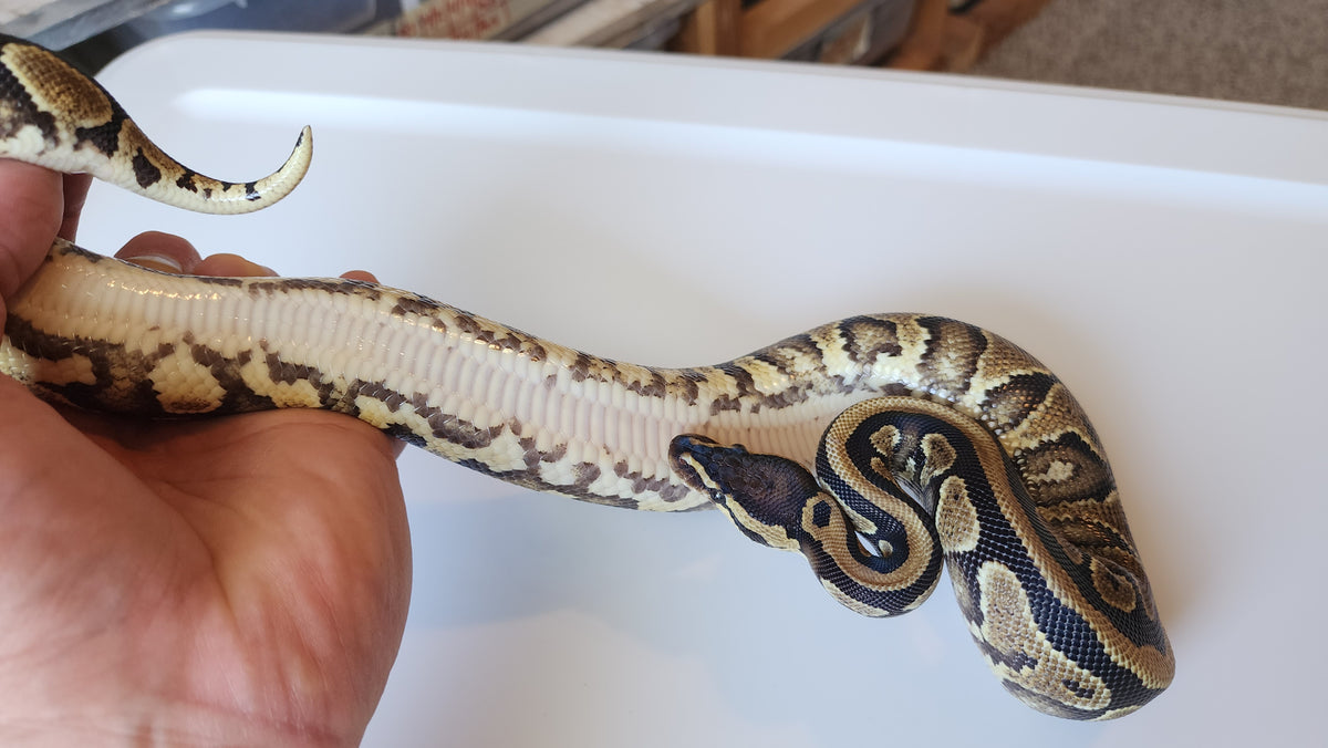 Hett Ball Python Female Normal Het Puzzle Ball Python – Frank Cuzzolina