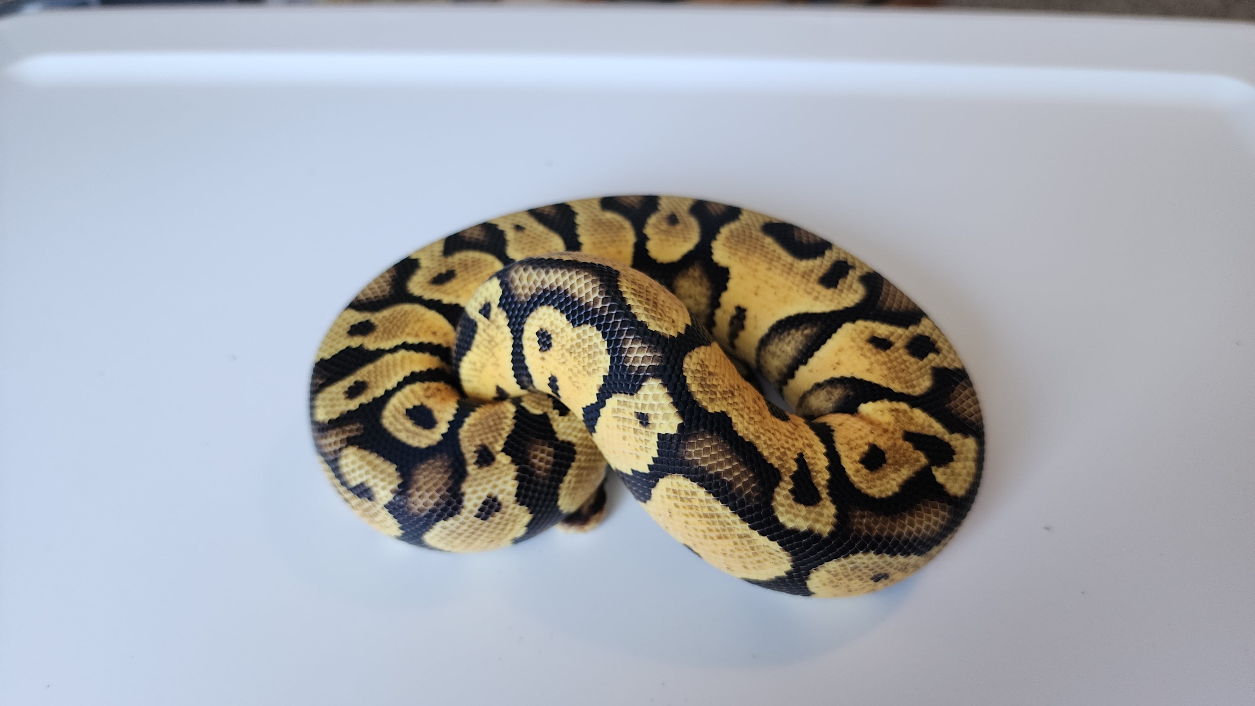Male Pastel Het Puzzle Ball Python – Geeky Gecko Creations