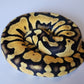Female Pastel Yellow Belly Het Puzzle Ball Python